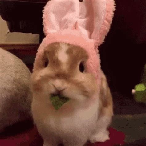 funny rabbit gif